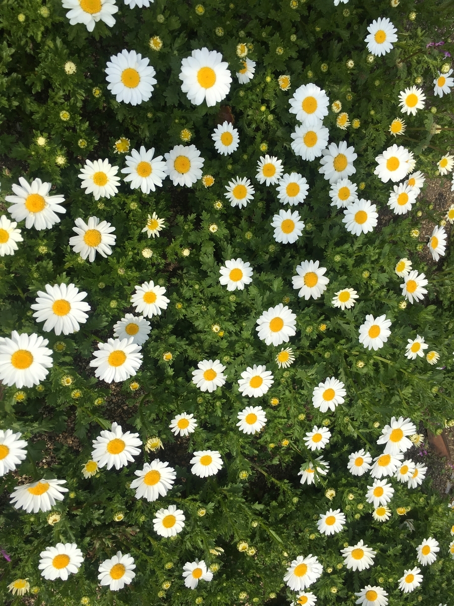 f:id:Nancy22:20190329223458j:plain f:id:Nancy22:20190329223458j:plain