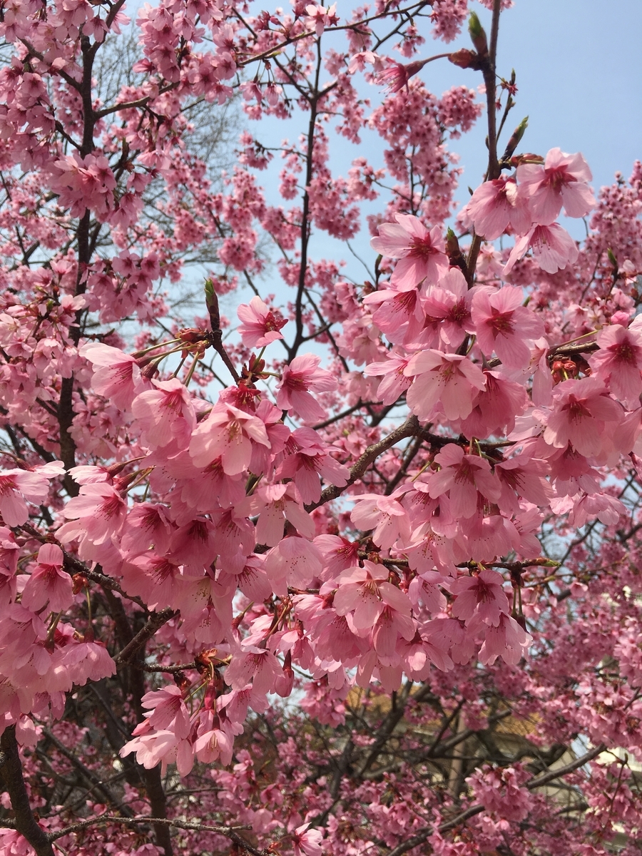 f:id:Nancy22:20190329223518j:plain f:id:Nancy22:20190329223518j:plain