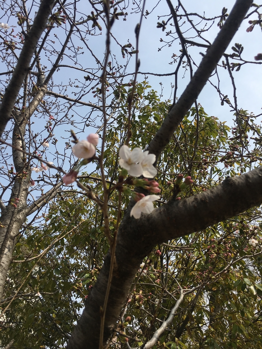 f:id:Nancy22:20190329223621j:plain f:id:Nancy22:20190329223621j:plain