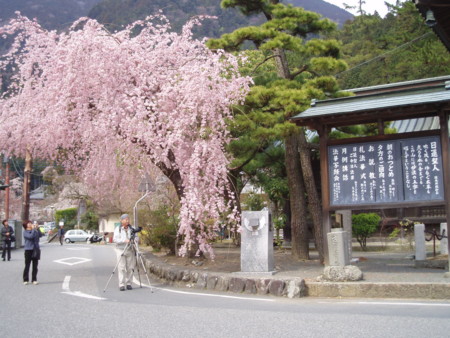 身延山久遠寺with桜01