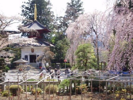 身延山久遠寺with桜02