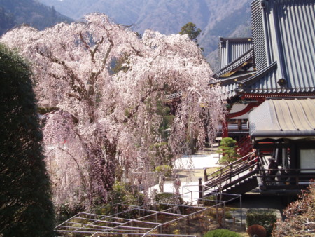 身延山久遠寺with桜03