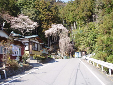 竜神の水と桜の木