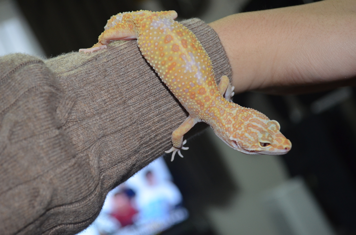 爬虫類のいる生活 ヒョウモントカゲモドキ 限界大学生のクソブログ