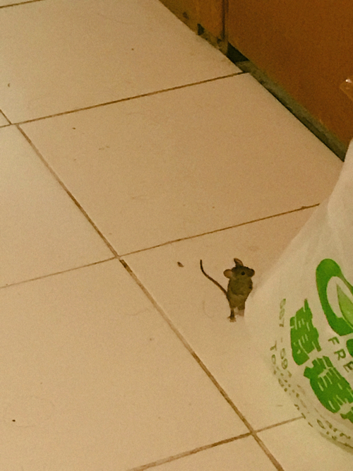 f:id:Naoki1026:20190728222218j:plain f:id:Naoki1026:20190728222218j:plain