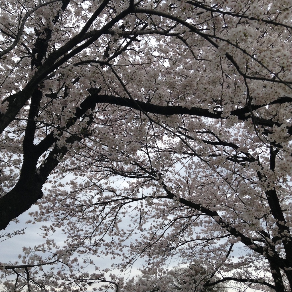 f:id:Naoyan:20160403224231j:image f:id:Naoyan:20160403224231j:image