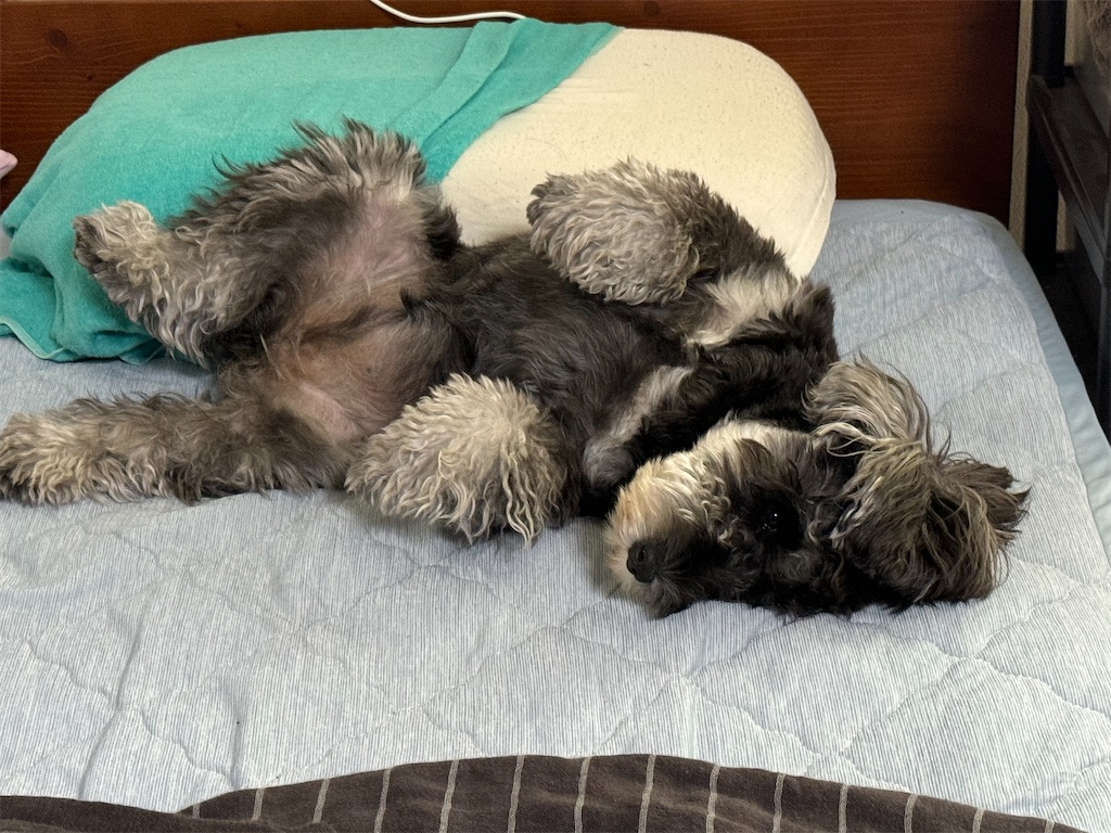 さらにだらけるうちの犬