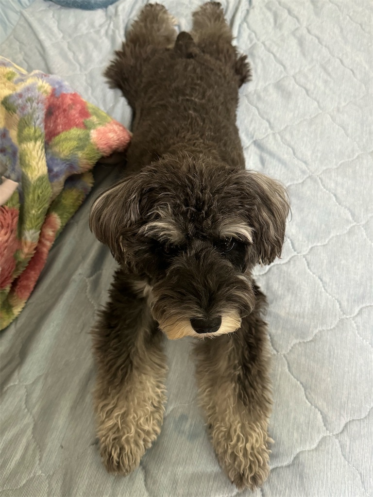 だらけているうちの犬、こうめ