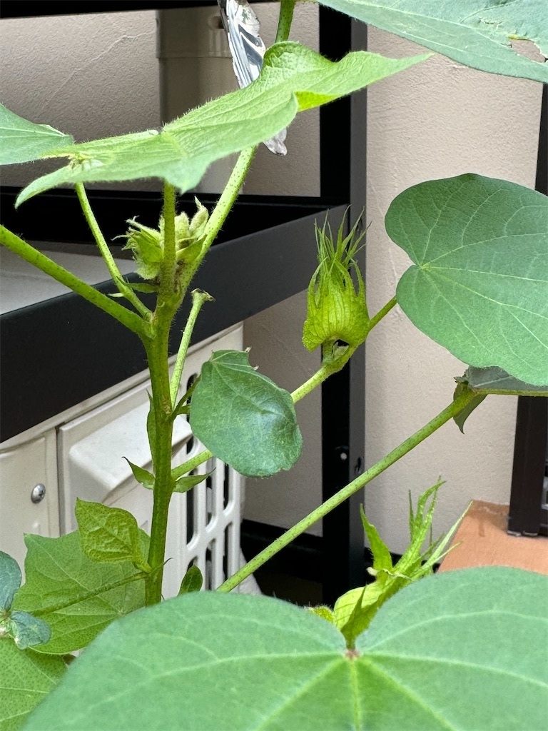 綿花