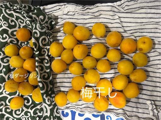 f:id:Nasumash:20250702100032j:image