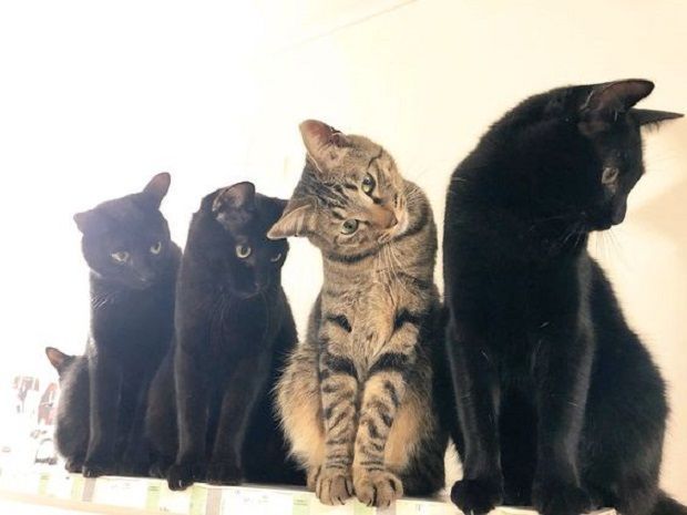 f:id:Nathannate:20180405191311j:plain