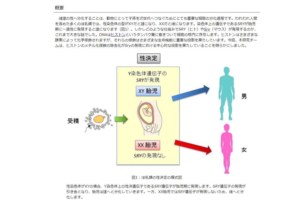 性決定の因子とＹ染色体遺伝子のＳＲＹ遺伝子