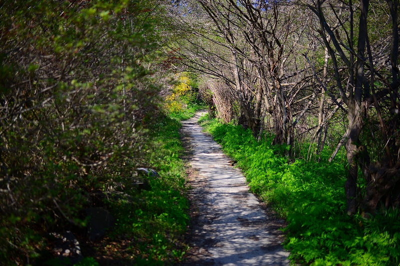 f:id:Natty7:20170531000345j:plain