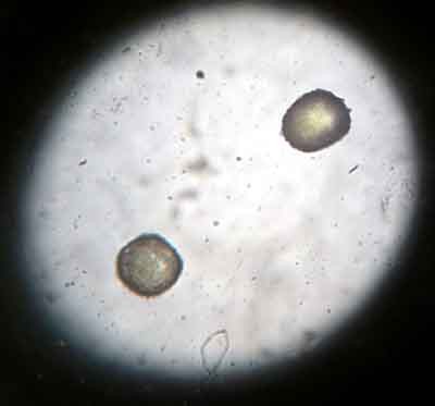 f:id:Naturalhistory:20060321141956j:image