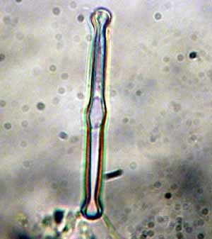 f:id:Naturalhistory:20060330112739j:image