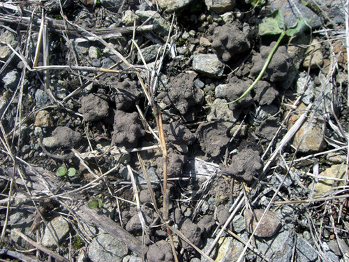 f:id:Naturalhistory:20060406142744j:image f:id:Naturalhistory:20060406142744j:image