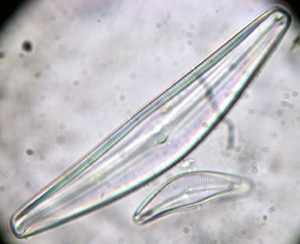 f:id:Naturalhistory:20060410154735j:image