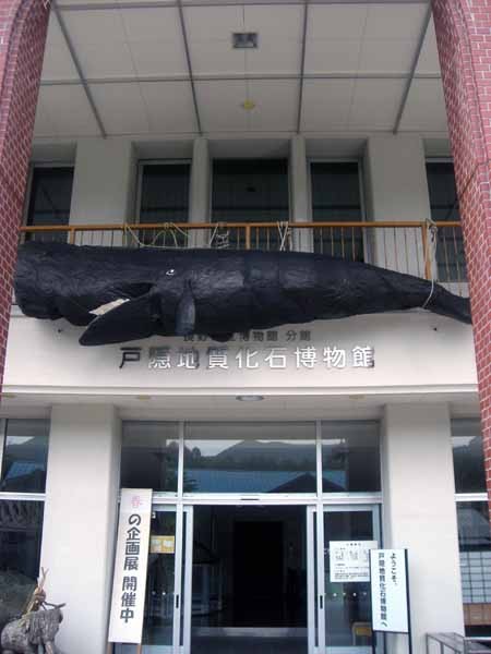 f:id:Naturalhistory:20060521141430j:image