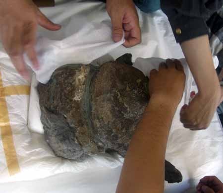 f:id:Naturalhistory:20060522142942j:image