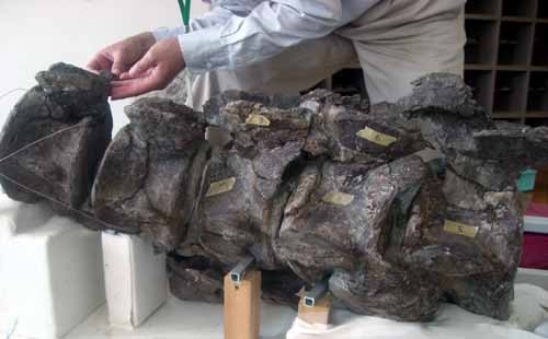 f:id:Naturalhistory:20060522143048j:image
