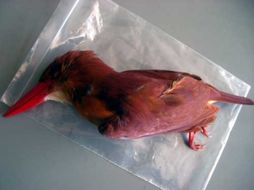 f:id:Naturalhistory:20060607095048j:image