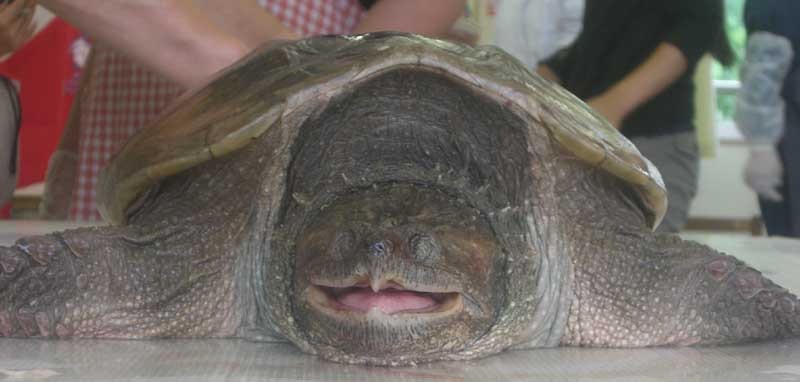 f:id:Naturalhistory:20060615105417j:image
