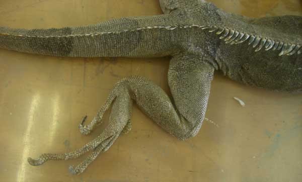 f:id:Naturalhistory:20060615111712j:image