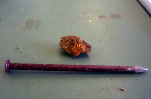 f:id:Naturalhistory:20060709150810j:image