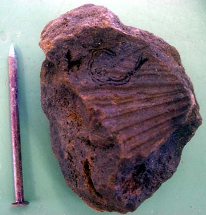 f:id:Naturalhistory:20060718141219j:image