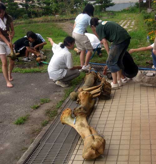 f:id:Naturalhistory:20060723161753j:image
