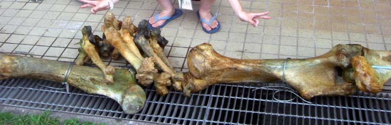 f:id:Naturalhistory:20060723161827j:image