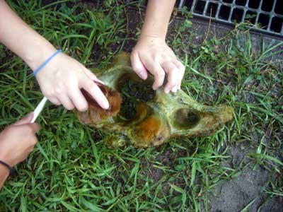f:id:Naturalhistory:20060723162051j:image