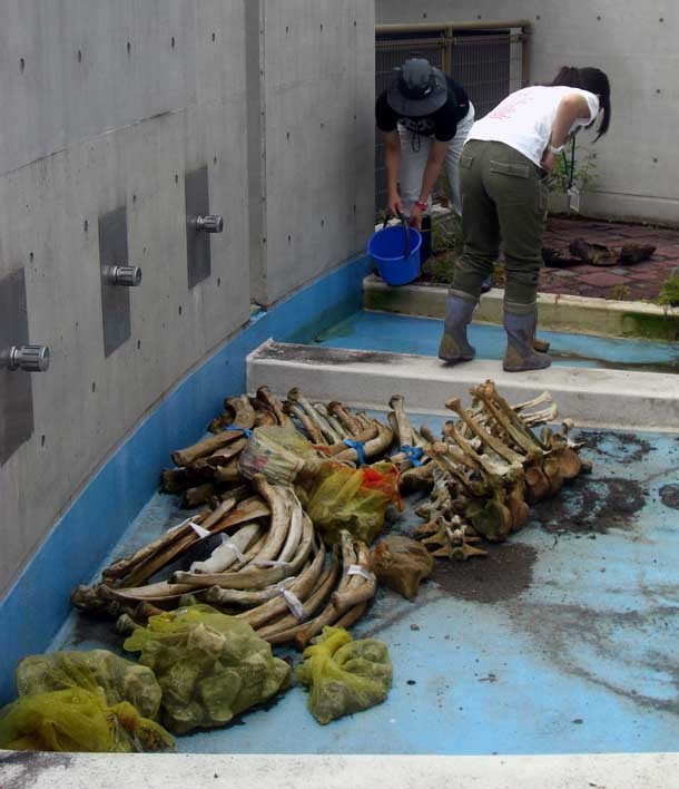 f:id:Naturalhistory:20060724102417j:image