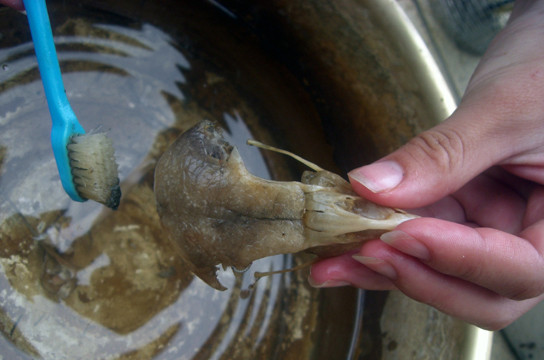 f:id:Naturalhistory:20060727100326j:image