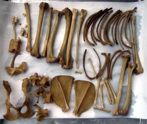 f:id:Naturalhistory:20060727154239j:image