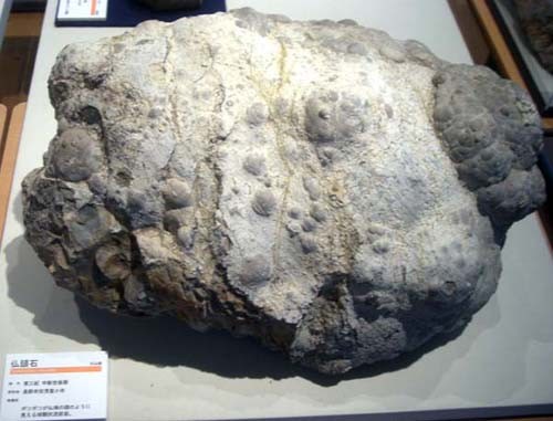 f:id:Naturalhistory:20060729123546j:image