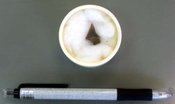 f:id:Naturalhistory:20060801161937j:image