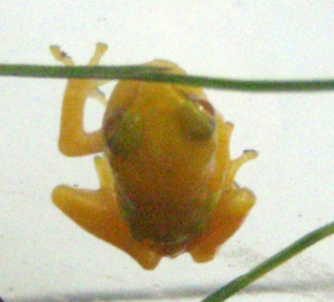 f:id:Naturalhistory:20081118162538j:image