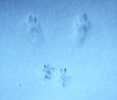 f:id:Naturalhistory:20090124160523j:image