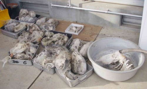 f:id:Naturalhistory:20090201153955j:image
