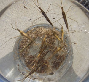 f:id:Naturalhistory:20090215145519j:image