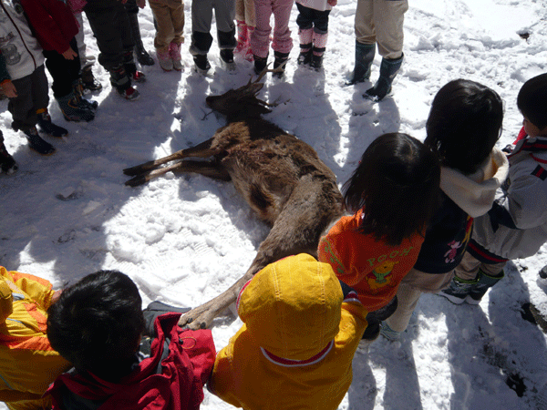 f:id:Naturalhistory:20090217154412g:image