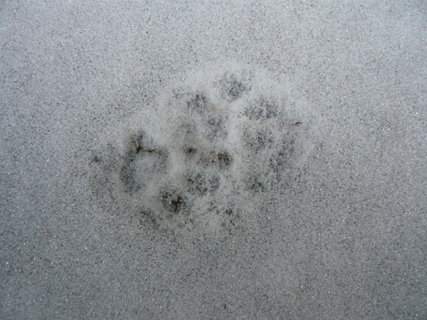 f:id:Naturalhistory:20090218174832g:image