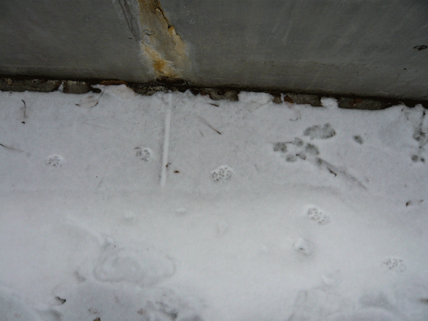 f:id:Naturalhistory:20090218174833g:image
