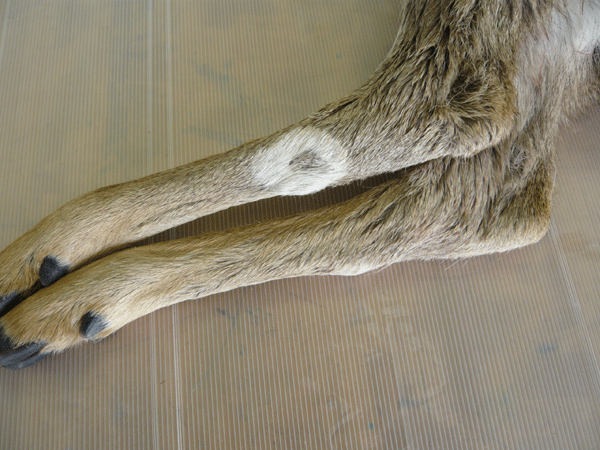f:id:Naturalhistory:20090228175635g:image