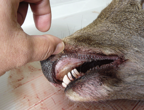 f:id:Naturalhistory:20090228175637g:image