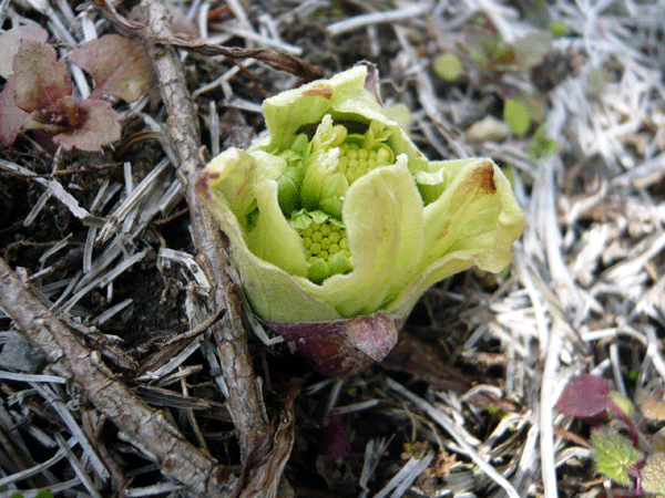 f:id:Naturalhistory:20090310174835g:image
