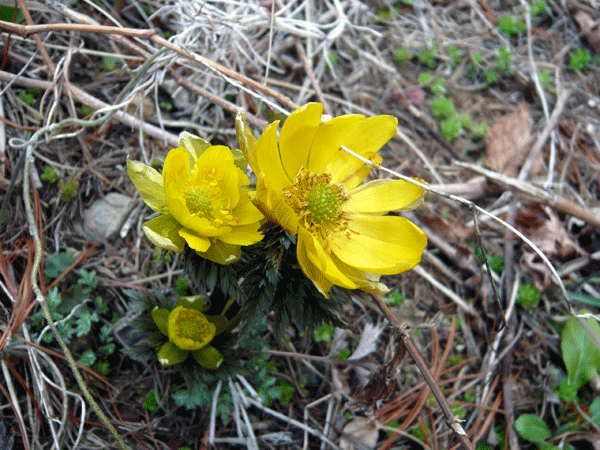 f:id:Naturalhistory:20090310174836g:image