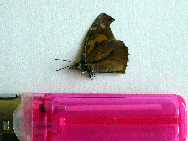 f:id:Naturalhistory:20090310174837g:image