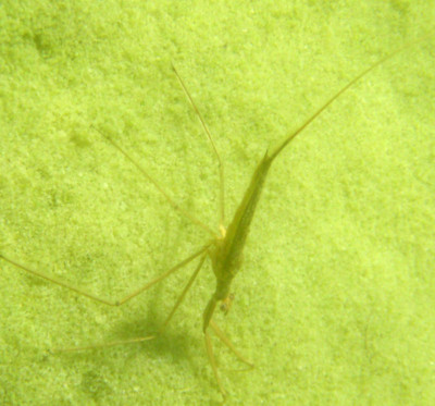 f:id:Naturalhistory:20090312125726j:image